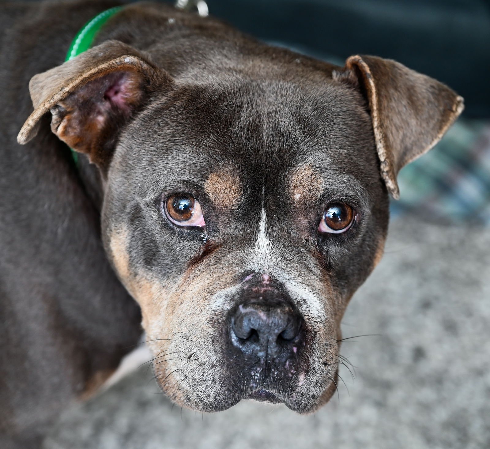 JEDI - American Bulldog available for adoption