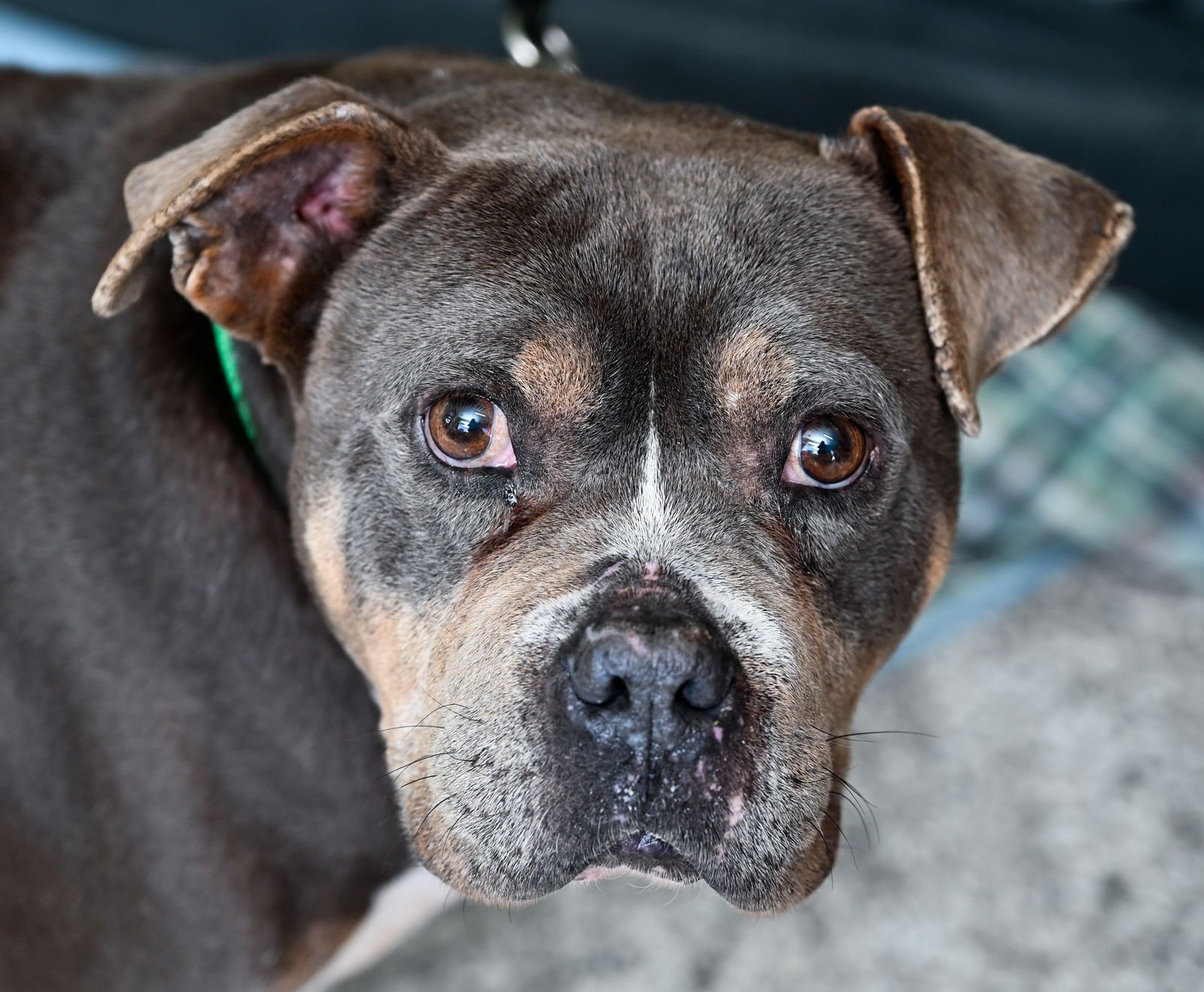JEDI - American Bulldog available for adoption