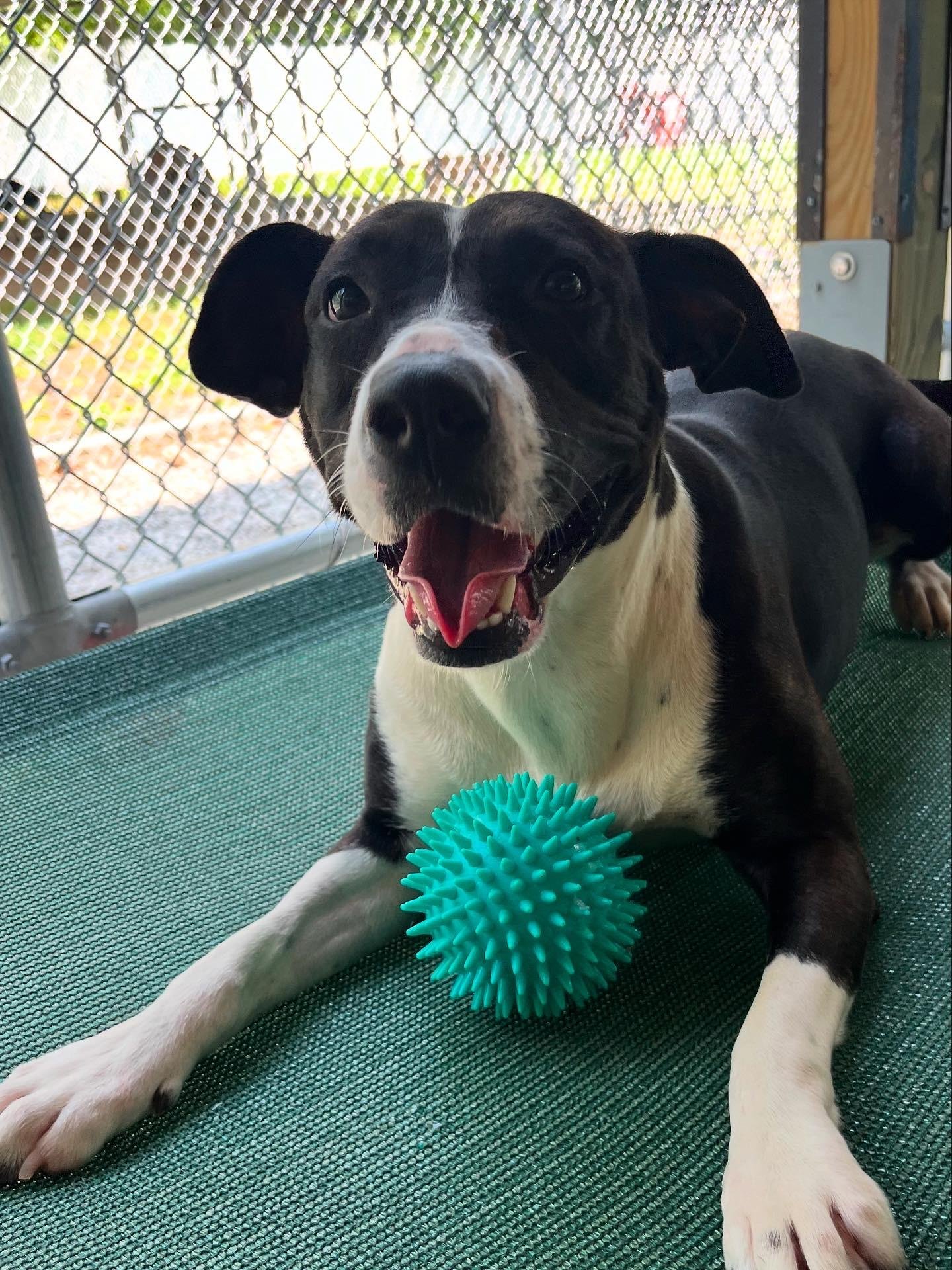 OAKLEIGH - Pit Bull Terrier available for adoption
