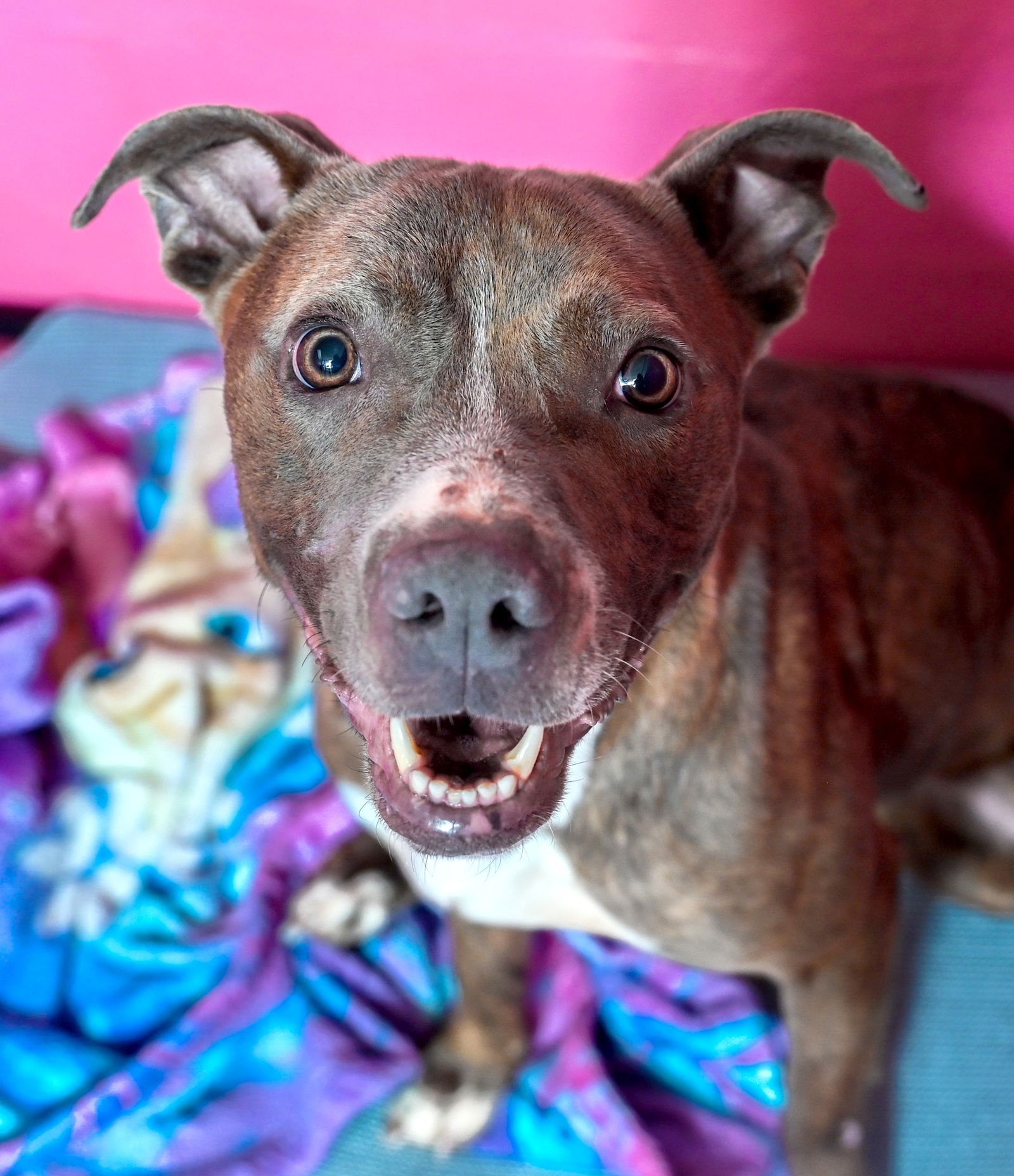 JUNIE - Pit Bull Terrier / Terrier available for adoption