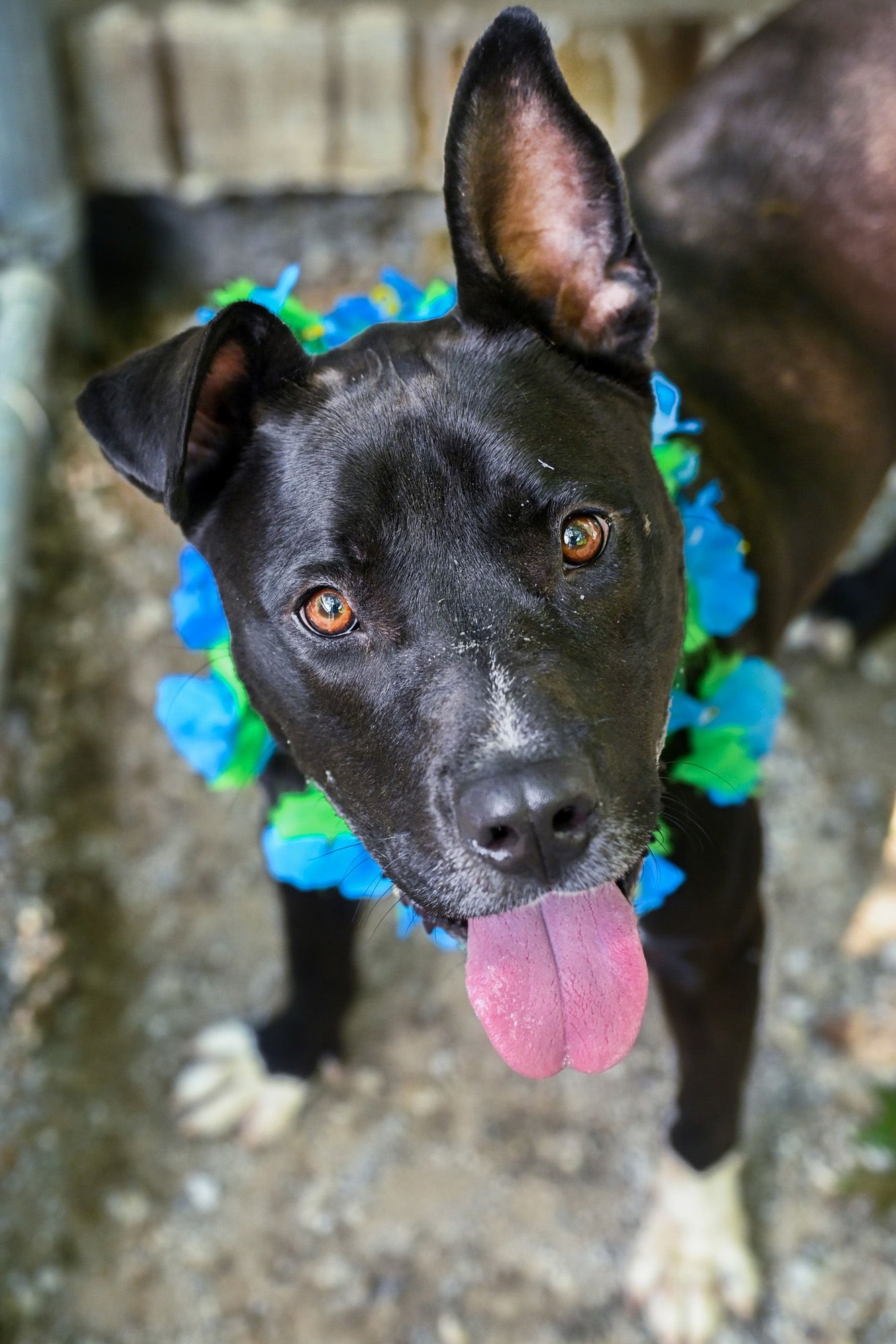 GODWIN - Pit Bull Terrier available for adoption