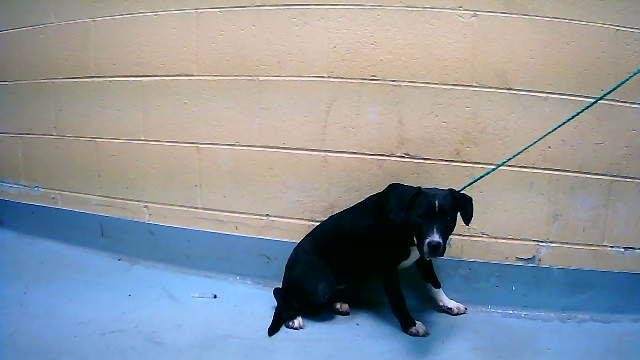 ELINORE - Staffordshire Bull Terrier available for adoption