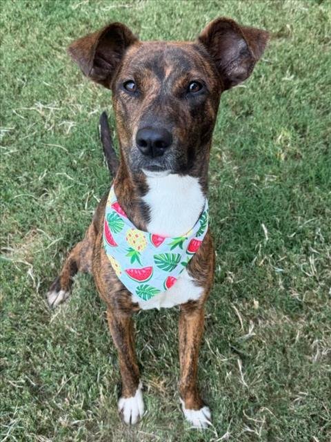 POCAH - Pit Bull Terrier available for adoption