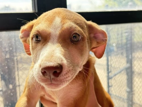 RUBY - Pit Bull Terrier available for adoption