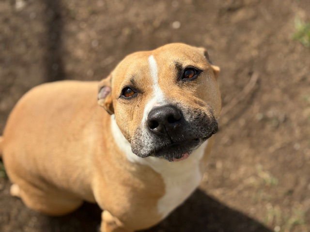 TROUBLE - Pit Bull Terrier available for adoption