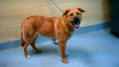TOMMY - German Shepherd Dog available for adoption