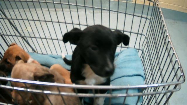 BRANDY - Pit Bull Terrier available for adoption