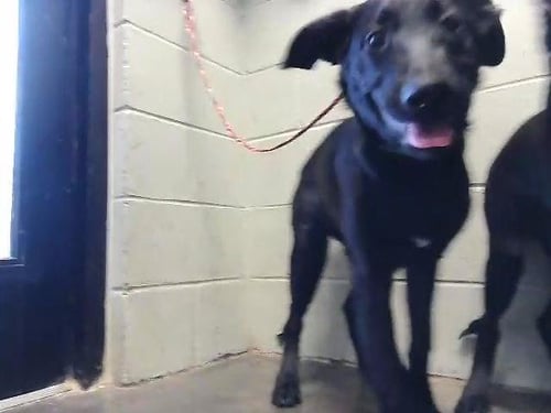 CHARLOTTE - Labrador Retriever available for adoption