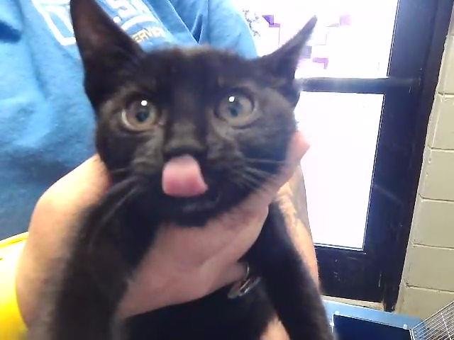 COFFEE - Domestic Short Hair available for adoption