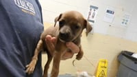 BUTTERCUP - Photo 1