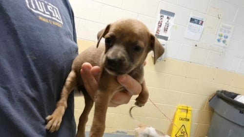 BUTTERCUP - Pit Bull Terrier available for adoption