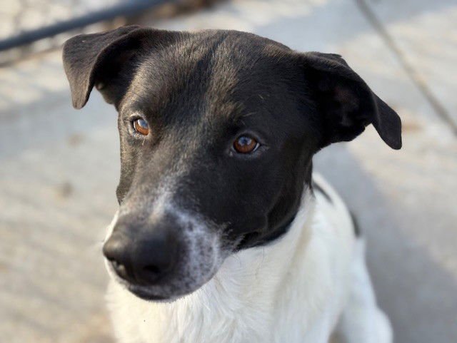 BRIAN - Pit Bull Terrier available for adoption