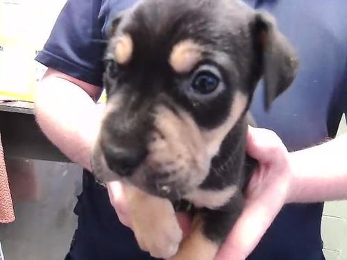 VIOLET - Labrador Retriever available for adoption