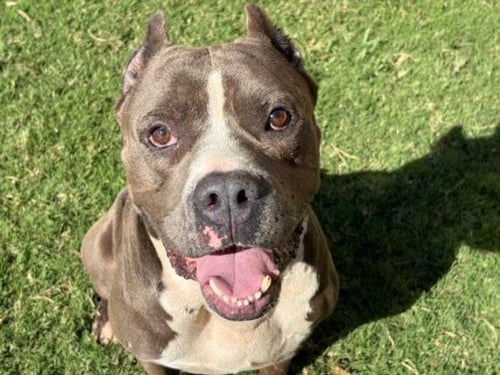 BRUNO - Pit Bull Terrier available for adoption