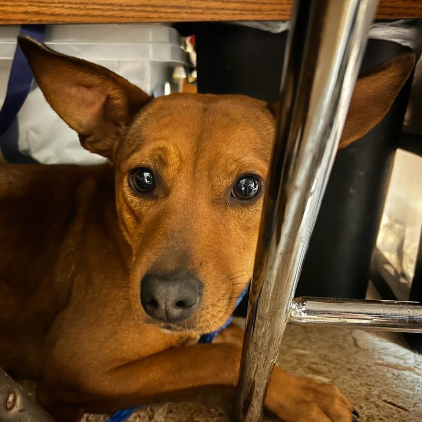 EMMA - Chihuahua / German Shepherd Dog available for adoption