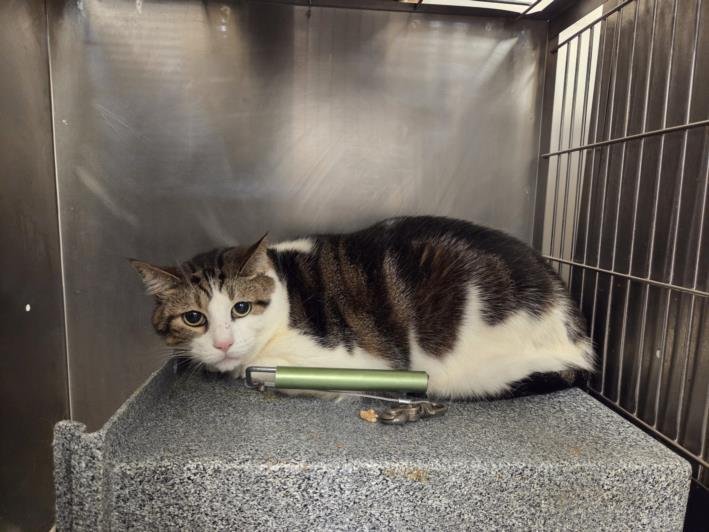 TRAY - Domestic Short Hair available for adoption