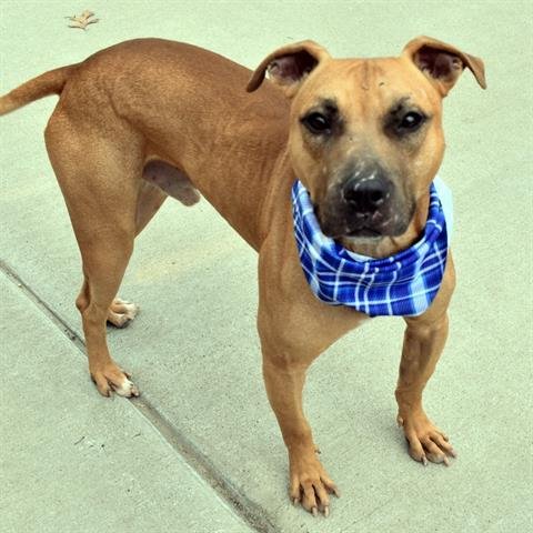 RUSSELL - Pit Bull Terrier available for adoption