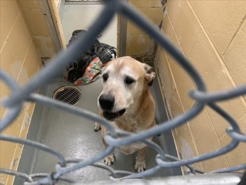 GREIG - Pit Bull Terrier available for adoption