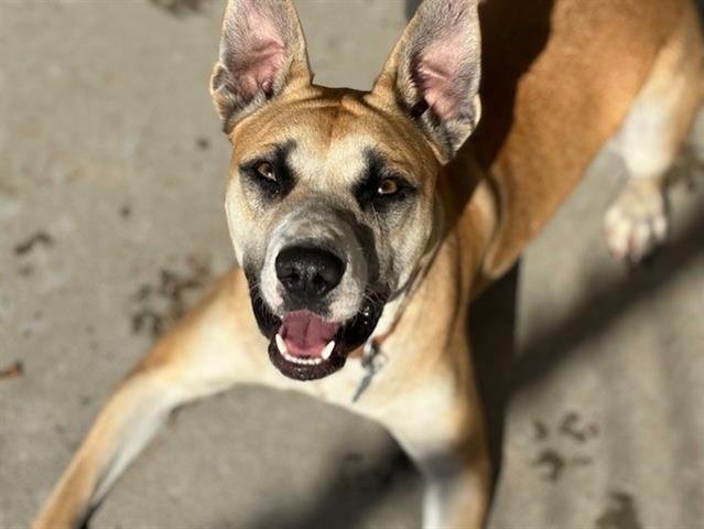 SOFIA - Pit Bull Terrier available for adoption