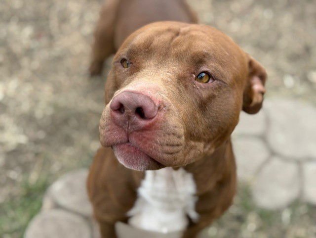 BORRIS - Pit Bull Terrier available for adoption