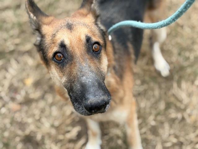 ROCKY - German Shepherd Dog available for adoption