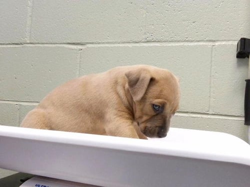 4 - Pit Bull Terrier available for adoption