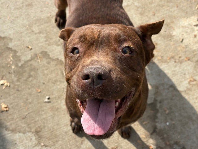 BROWNIE - Labrador Retriever available for adoption