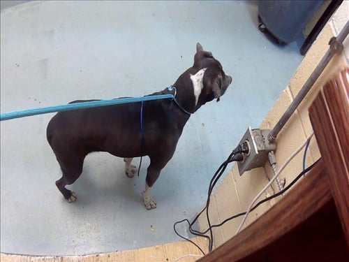 SPIN - Pit Bull Terrier available for adoption