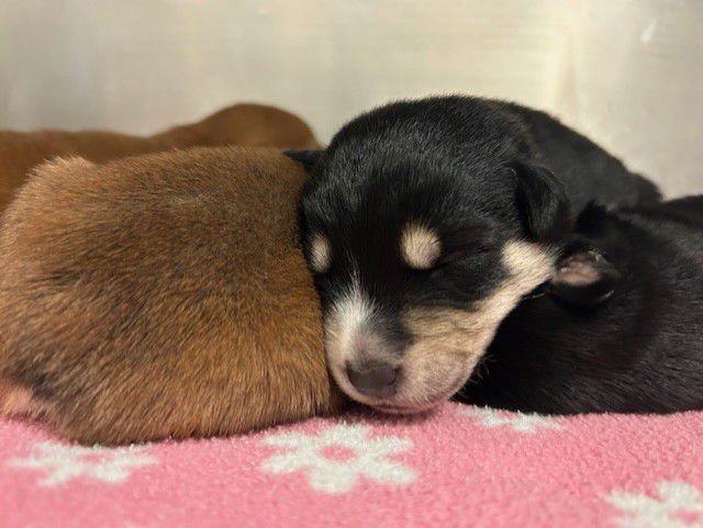 CANYON - Pit Bull Terrier available for adoption