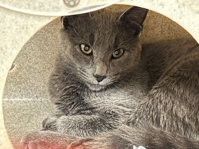 CHINO - Domestic Short Hair available for adoption