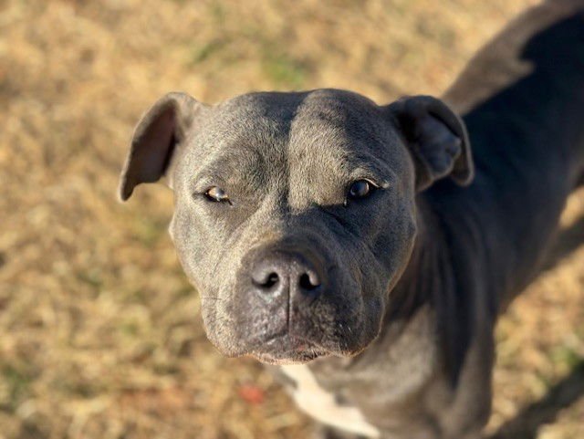 CUTIE - Pit Bull Terrier available for adoption