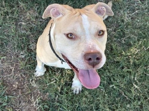 ALLIGATOR - Pit Bull Terrier available for adoption