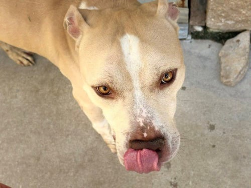 ALLIGATOR - Pit Bull Terrier available for adoption