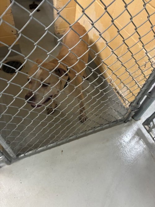 ALLIGATOR - Pit Bull Terrier available for adoption