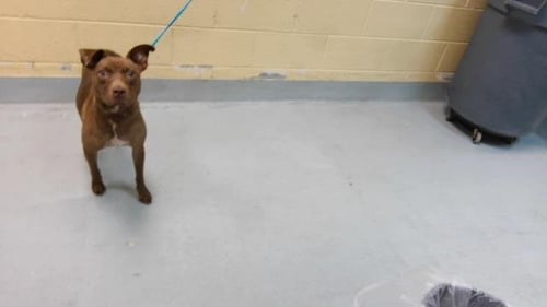 TOASTED BAGEL - Labrador Retriever available for adoption