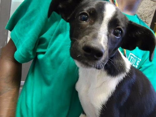 KEVIN - Australian Cattle Dog/Blue Heeler available for adoption