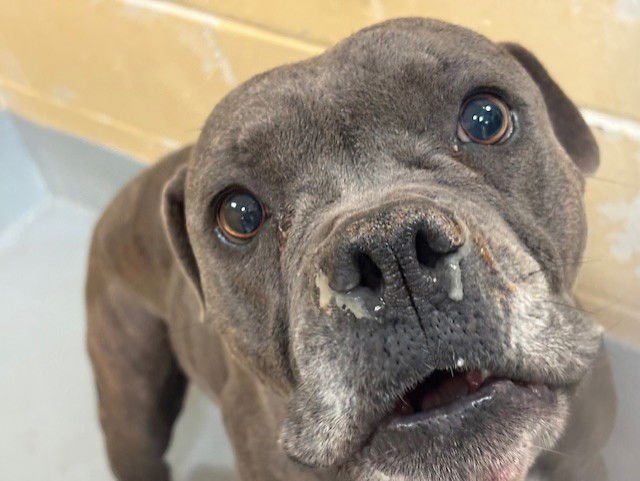 CLOVER - Pit Bull Terrier available for adoption