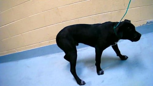 CAPONE - Pit Bull Terrier available for adoption