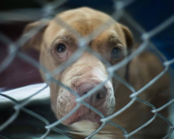 SHELLY - Pit Bull Terrier available for adoption