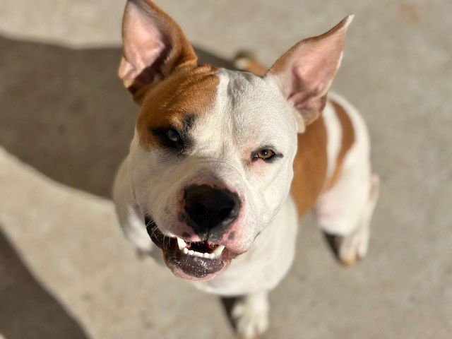 SHELDON - Pit Bull Terrier available for adoption