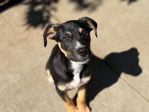 DISCO - Pit Bull Terrier available for adoption