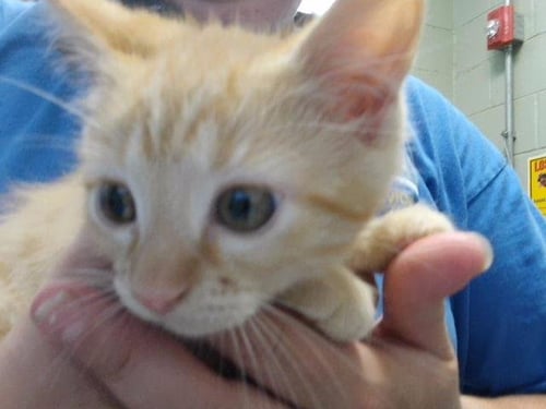 CURIOUS GEORGIA - Domestic Long Hair available for adoption