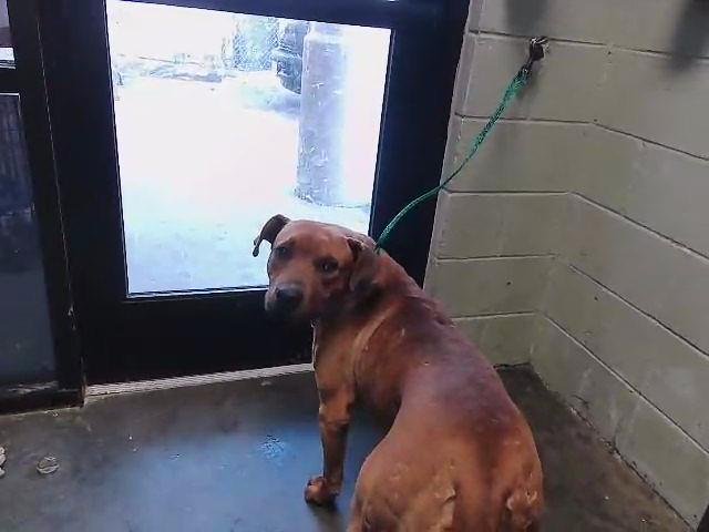 MARTIN - Pit Bull Terrier available for adoption