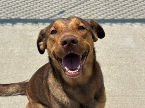 SHEILA - German Shepherd Dog available for adoption