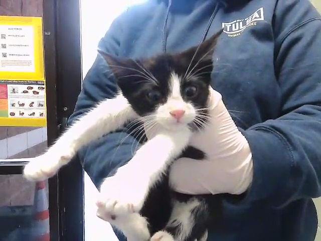 APPLE - Domestic Short Hair available for adoption