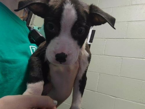 NICK - Pit Bull Terrier available for adoption