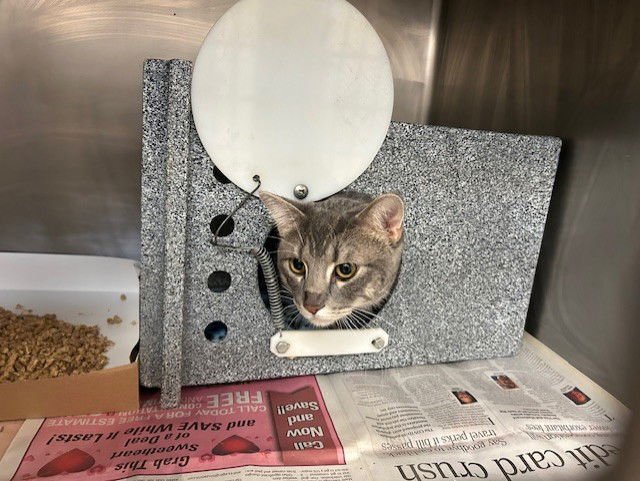 TEDDY BISCUIT - Domestic Short Hair available for adoption