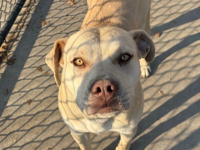 SUSIE - Pit Bull Terrier available for adoption