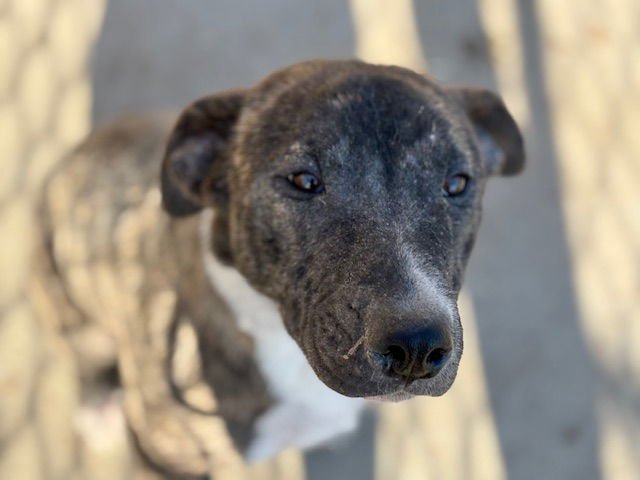 ROSIE - Labrador Retriever available for adoption