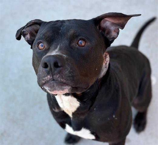 BRADY - Pit Bull Terrier available for adoption